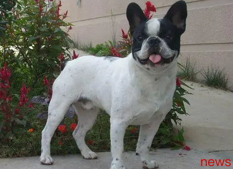 If you have one of these 7 kinds of dogs, just have fun! Can be with you for a long time
