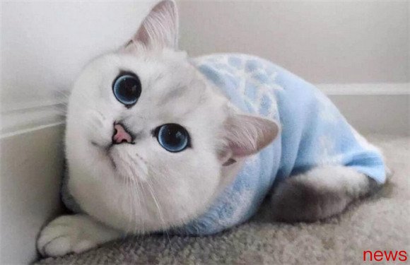 The top ten beautiful cats in the world, Persian cats and ragdoll cats are on the list