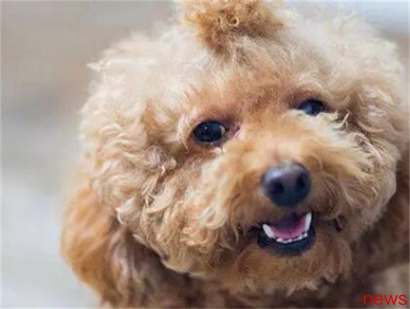 Difficulty in choosing? The editor recommends a guide to dog breeds that suit you!