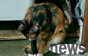 How to manage cat health well in the same city cat raising group?