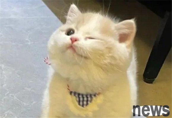 If a cat shows these behaviors, it means it has taken off guard against you!