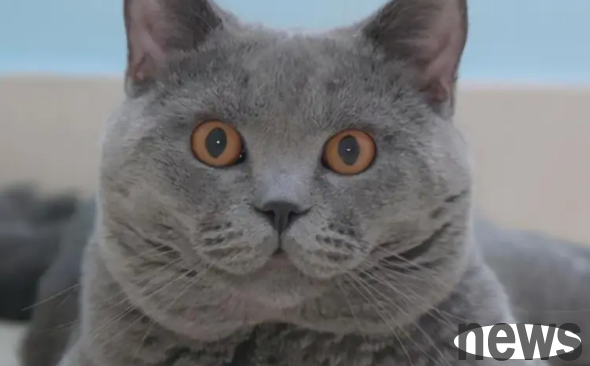 Explore the difficulty and personality characteristics of different breeds of cats