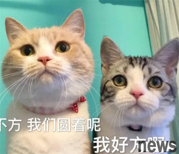 The veterinarian reminds again: A cat has these symptoms, which are signs of 