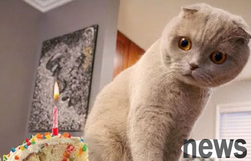 Don’t keep these kinds of cats. It’s not about the particularity, but about the lesson you will learn after buying them!