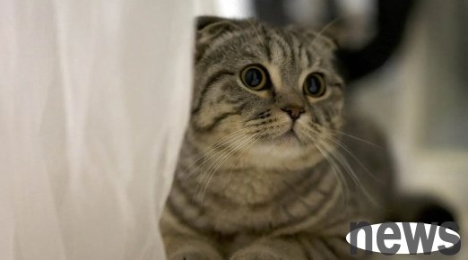 Do cats also have post-traumatic stress disorder?