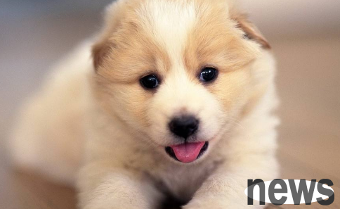 Save it! Don t give these toxic things to your dog!