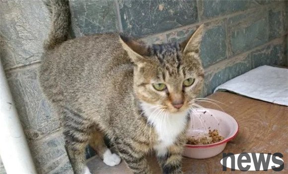 These 5 kinds of cats have a lifespan of less than 12 years. Please cherish them when you keep them!