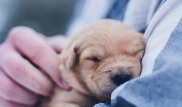 Dietary taboos for dogs before 3 months