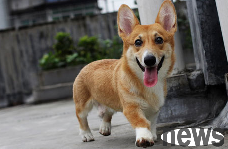 These 5 kinds of foods cannot be eaten by dogs every day. If you eat too much, the dog will get sick