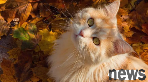 Don t keep cats that are incompatible with your five elements