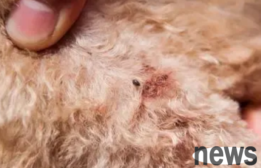 High-energy early warning! ! What are the common diseases in dogs