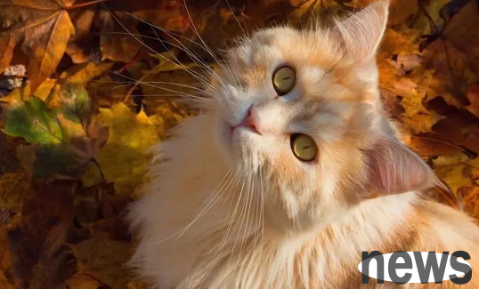 【Popular Science】Cat Diabetes Insipidus