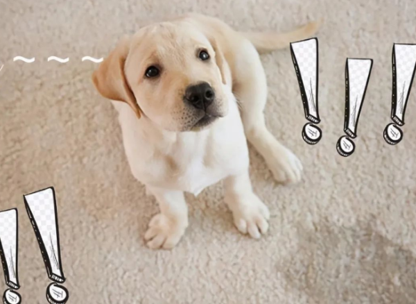 Dogs may become sick if they are not diagnosed in time (with solutions)