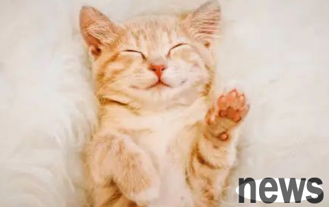 These 6 postures for cats to sleep represent different personalities