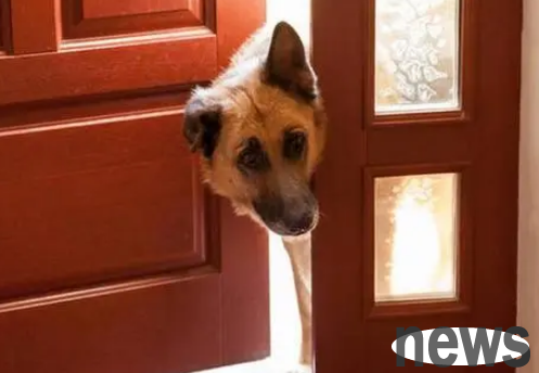 When you open the door, the dog 