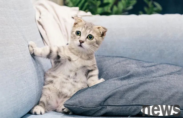 Sleeping with your cat is safe and warm? Don t worry, the cat will not be crushed by you!