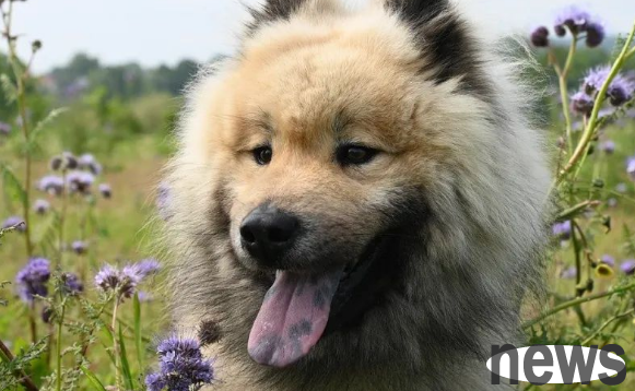 What are some ways to help dogs delay aging and live longer?