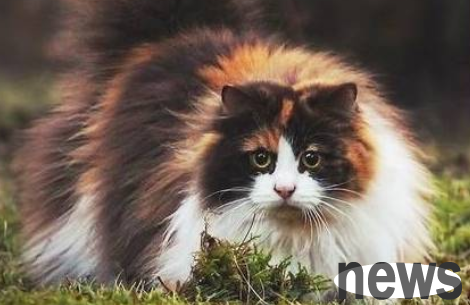 A large-scale inventory of the most expensive cat breeds, the last one is worth more than Mercedes-Benz.
