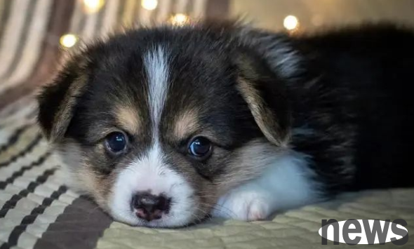 The dog is living a happy life. How many dogs are your dog?