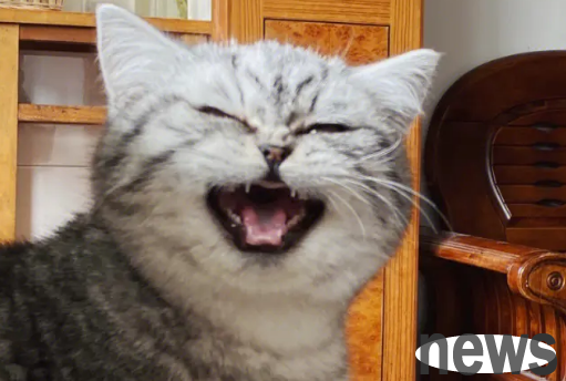 Why do cats always meow and ask for food? There is obviously food in the bowl!