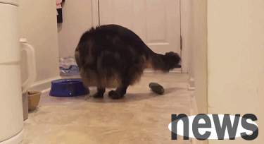 These behaviors will make the cat feel that 