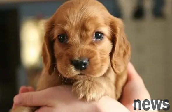 If a dog loves to lick your 