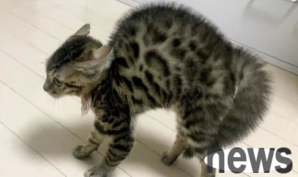 What to do if the cat is furious and keeps whining