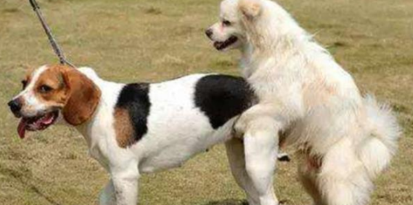 Your dog may be in heat! Come and take a look at these signals and coping methods during the estrus period!