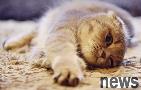 What should I do if the kitten keeps calling me to find my mother? What s going on?