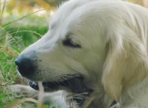 The five secrets of dogs eating grass, the owner must know!