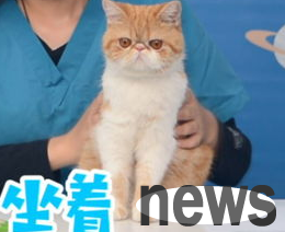 What should I do if the cat is not good at cutting my nails?