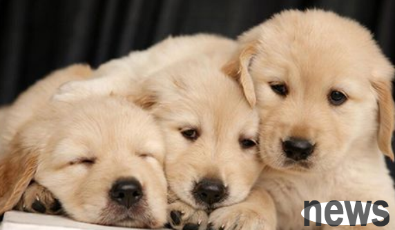 How to remove fleas from dogs? Introduction to the method of removing ticks from dogs.