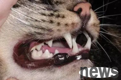 What to do if cat tartars? How can I remove it?