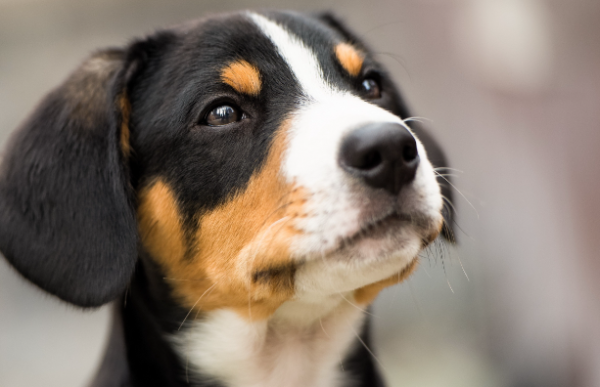 What should I do if my dog ​​is bloated and doesn’t eat?
