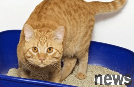 What should I do if my cat urinates frequently and hematuria? Come and have a look