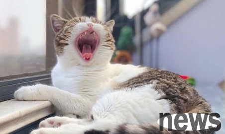 A detailed explanation of this article: What should I do if a kitten responds to stress when taking a bath?