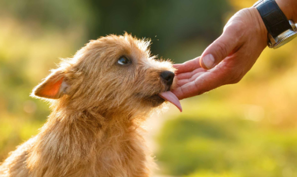 What should I do if a dog loves to lick people? How to correct the dog s habit of licking people frequently?