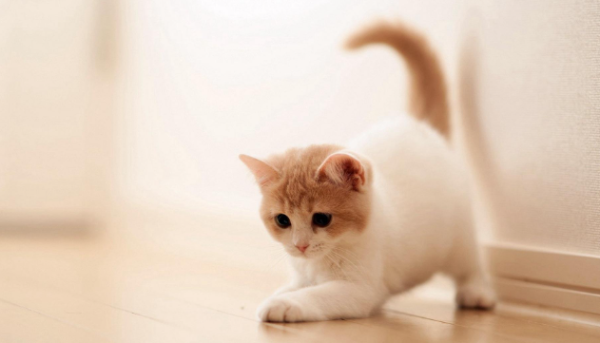 What are the causes and prevention methods for pet obesity?