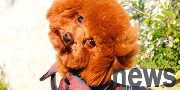 I will tell you what to do if the dog has a fever of 39.5 degrees?