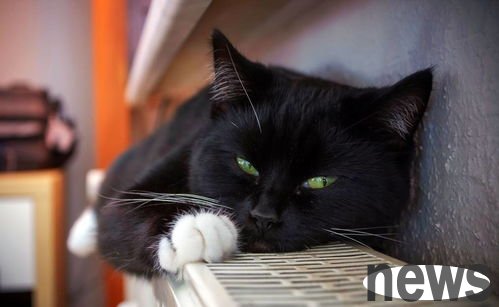 Does every cat love to wash his face? Why cats love to wash their faces