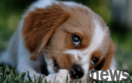 What should I do if a dog eats a fishbone?
