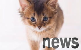 What skills should kittens learn as they grow up? Cat skills training!