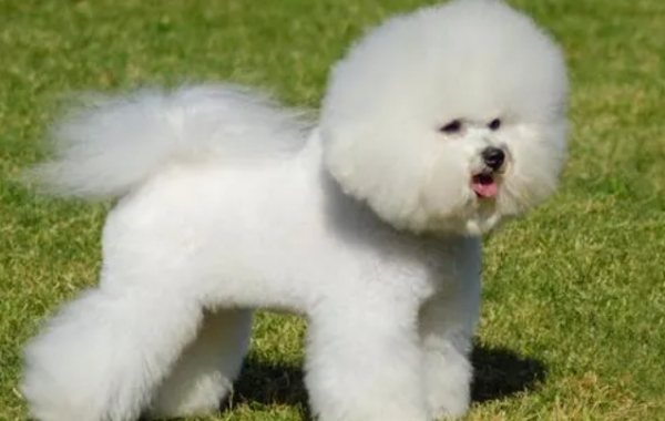 How to keep a small dog for simple beauty?
