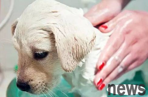 A few key tricks to grooming dogs. If you are interested, please learn about it.