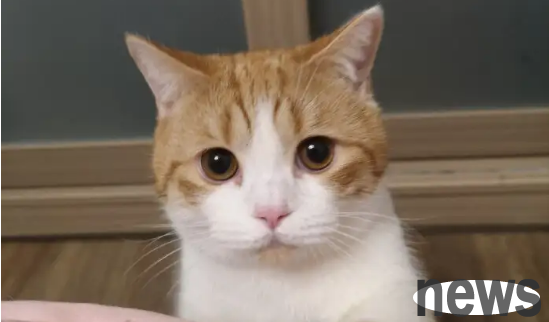 What should I do if a cat wakes up too early in the morning and quarrels at the owner to sleep? Cat training!