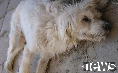 Do you know what are the symptoms of late canine distemper? Please be sure to finish reading this article!