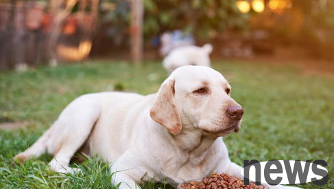 How to tell if the dog is intestinal blockage? What to do if your dog is intestinal obstruction?
