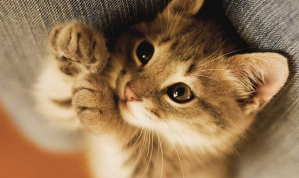How to make the kitten s personality better? How to make the kitten have a better temper