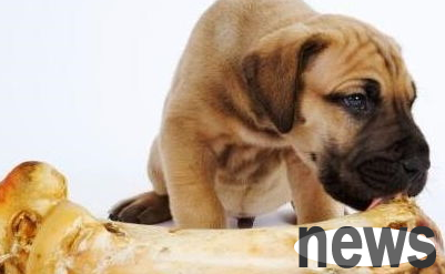 These hidden bone diseases of dogs cannot be ignored, let’s take a look