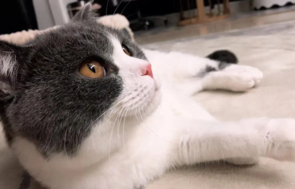 How old can cats be dewormed? Teach you how to raise cats to deworm them step by step!